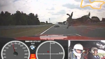 VIDEO Un iepure nu a putut sari din fata unui BMW M3